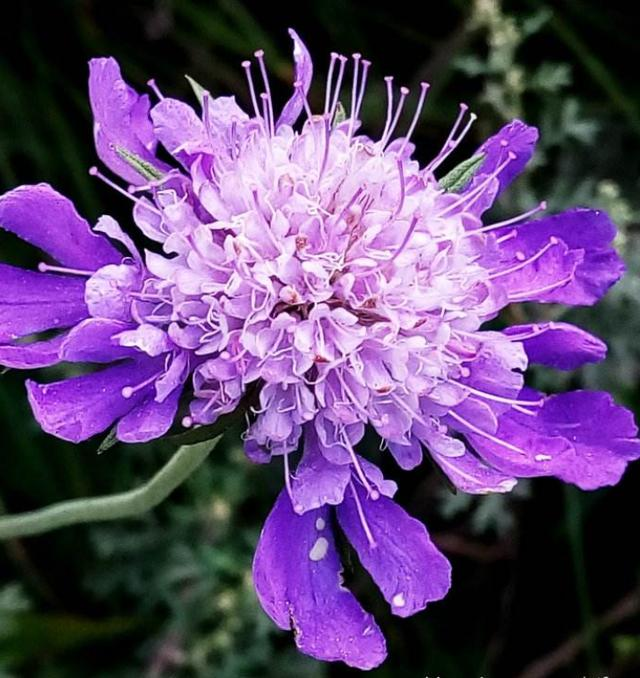 Semillas de Scabiosa Comosa