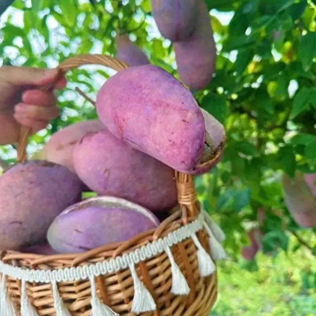 Semillas de Stauntonia Latifolia - Alimento Ecológico