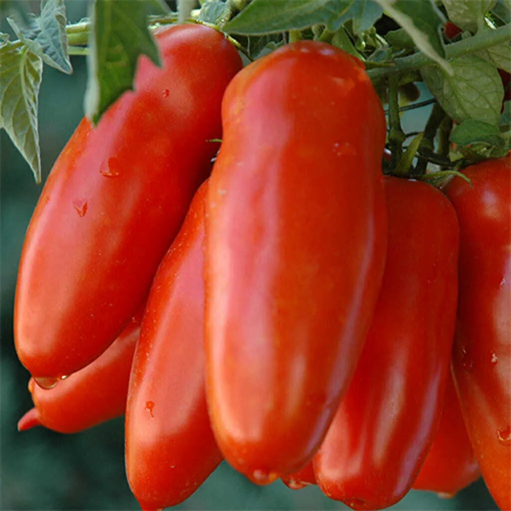 Semillas de tomate plátano rojo no transgénico