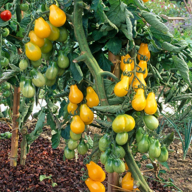 🔥50% de descuento🔥-Semillas de Tomate Pera Amarillo