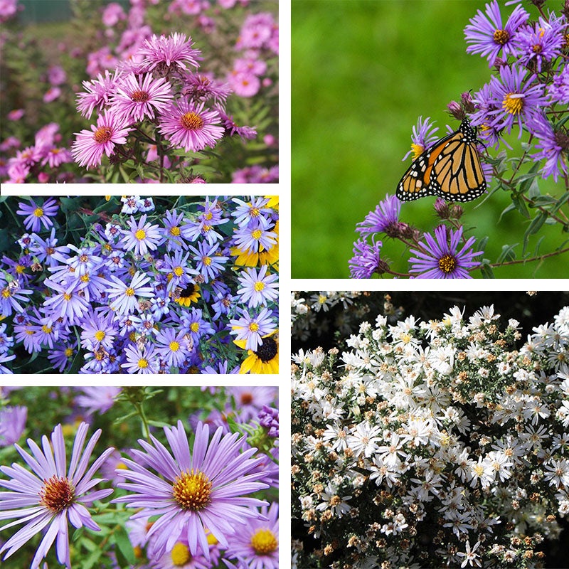 🌼 Colección Superstar Aster: Belleza de finales de verano a otoño