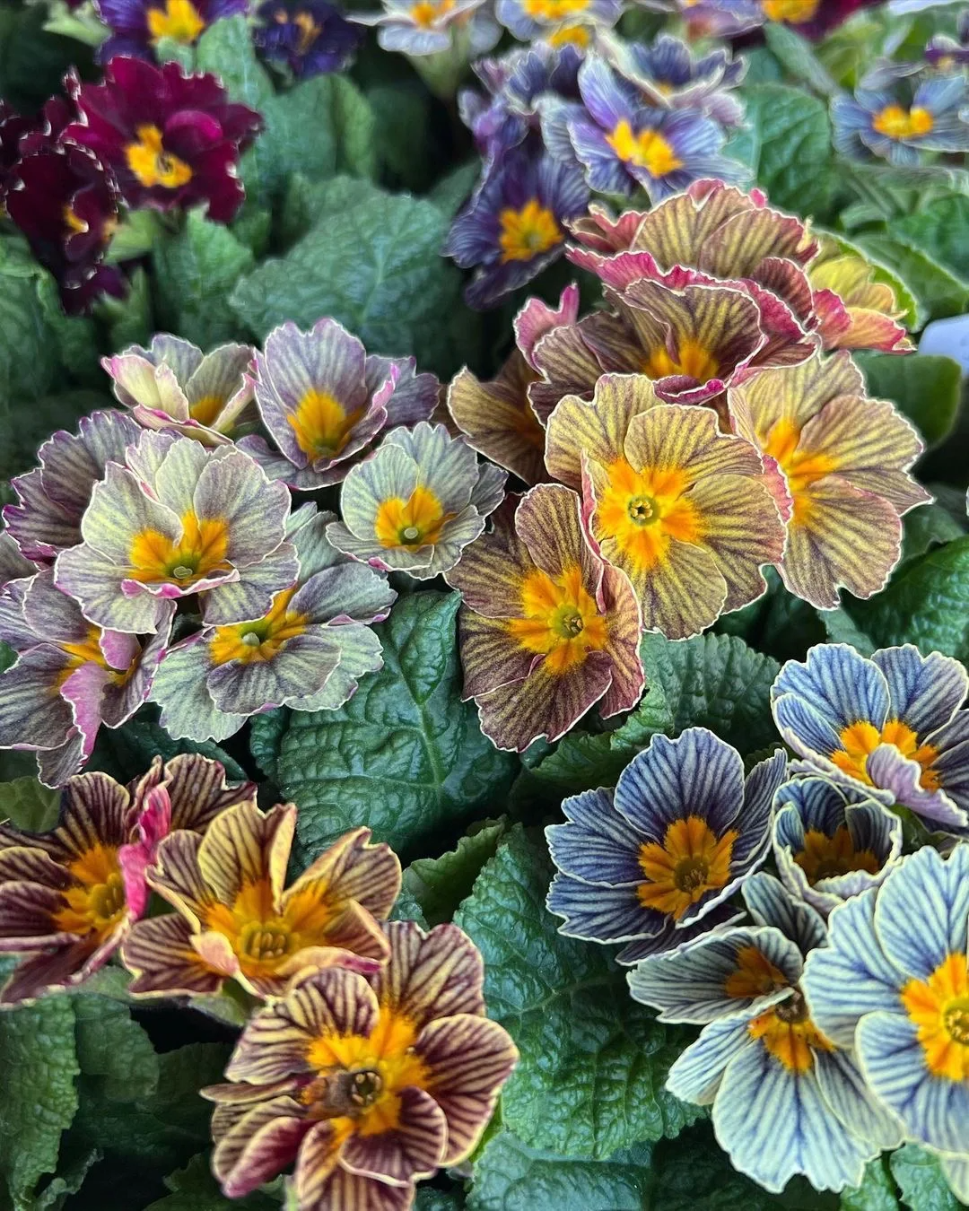 Semillas de prímula de colores variados