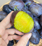 Blue Honey Prune Seeds
