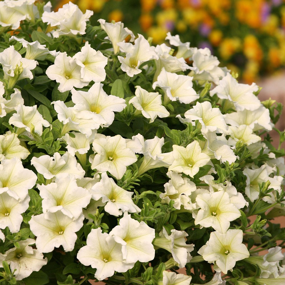 🌸Semillas de petunia