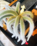 Semillas de cactus Monkey Tail - Zorro de nueve colas