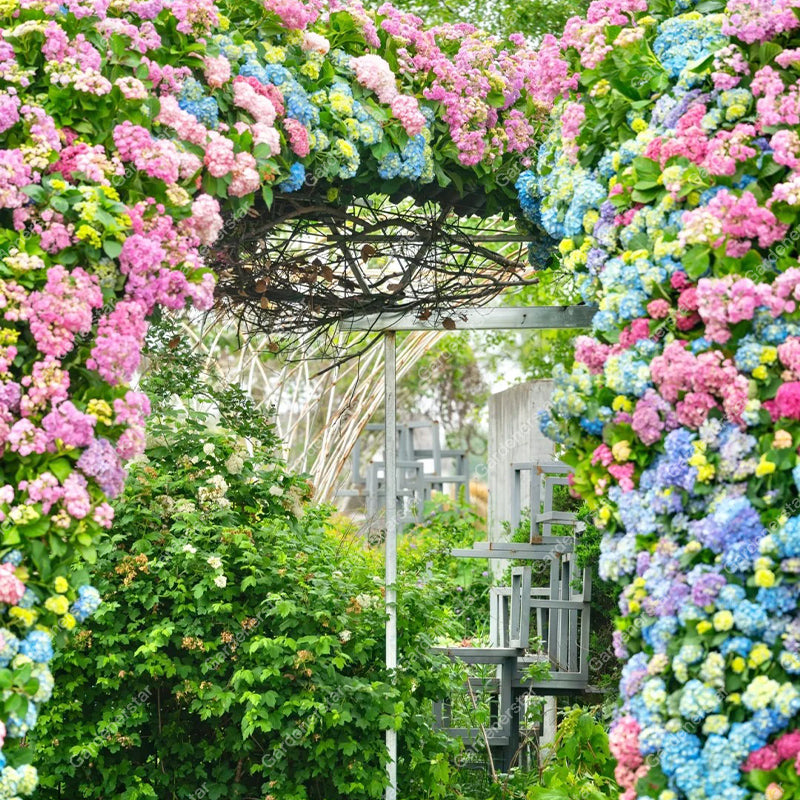 💐Hortensia Endless Summer Falls