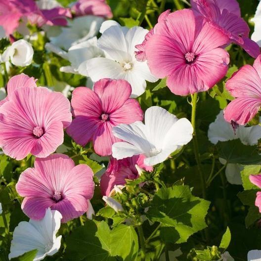 SEMILLAS DE ROSA MALVA - COLORES MEZCLADOS