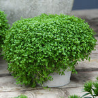 500Pcs Organic Mint Seeds Non-GMO Heirloom Packet