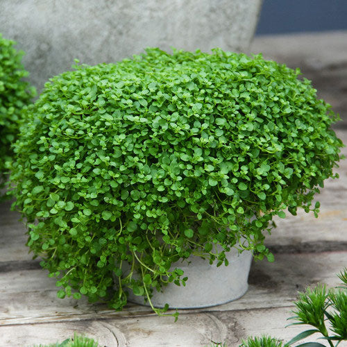 500Pcs Organic Mint Seeds Non-GMO Heirloom Packet