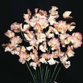 Mollie Rile­stone Sweet Pea Seeds