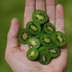 Egrow 50 unidades (100 unidades)/bolsa de semillas de kiwi mini, semillas de kiwi en miniatura, Actinidia Arguta, semillas de frutas resistentes