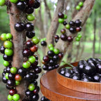 Jabuticaba-Plinia cauliflora-Semillas de uva de árbol