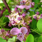 Semillas de Stauntonia Latifolia - Alimento Ecológico