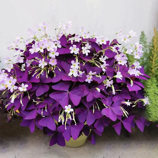 💜Bulbos de trébol de la suerte morado