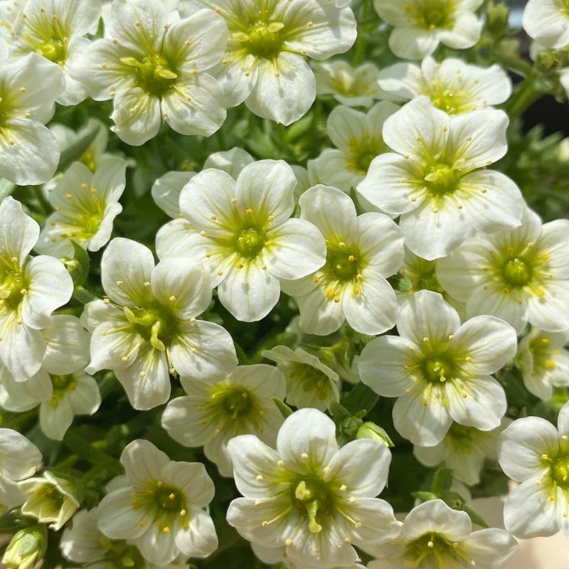Semillas de Saxifraga Stolonifera