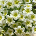 Semillas de Saxifraga Stolonifera