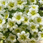 Semillas de Saxifraga Stolonifera