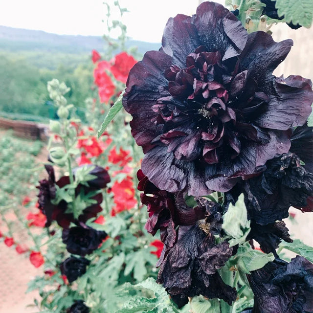 Double Hollyhock Seeds