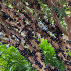 Jabuticaba-Plinia cauliflora-Semillas de uva de árbol