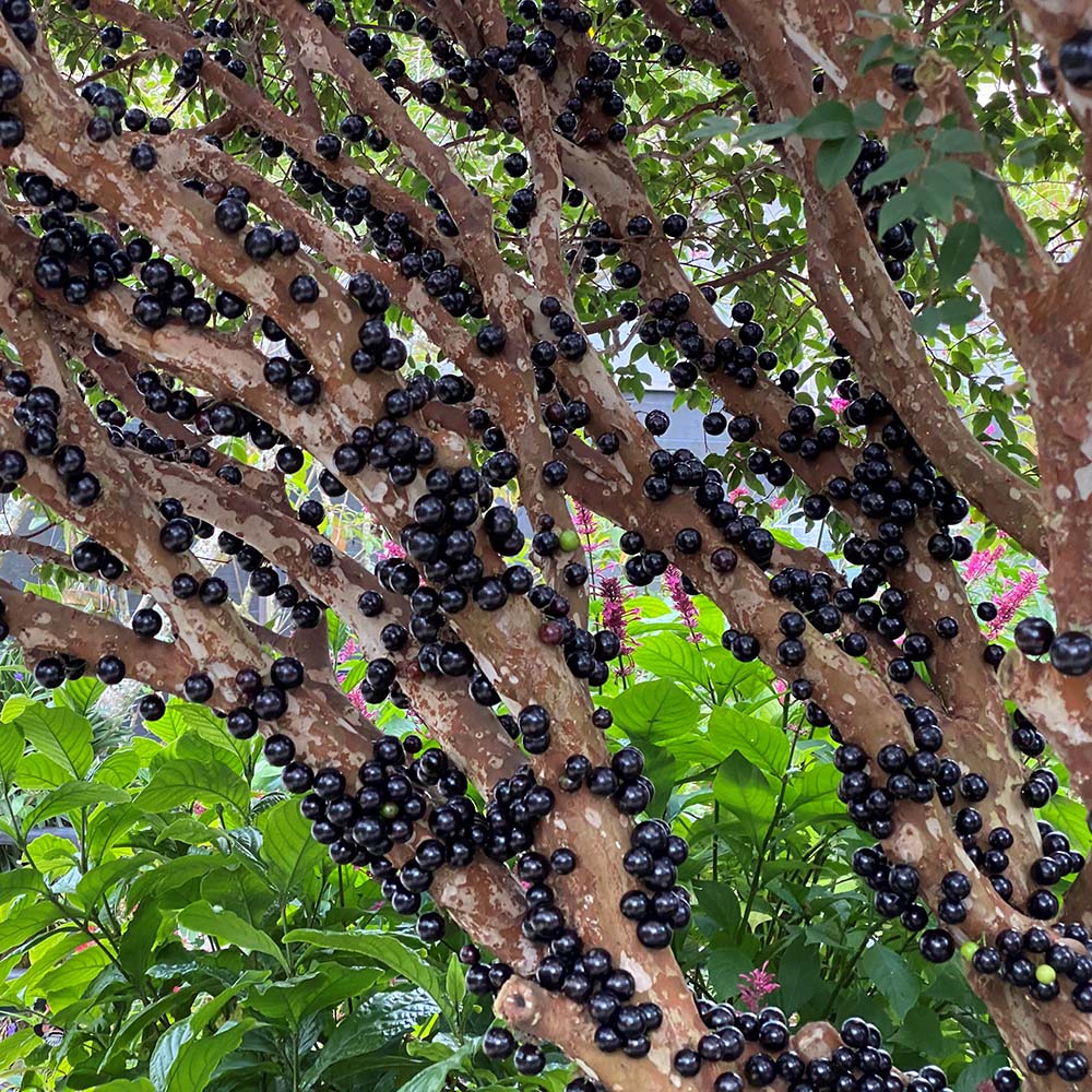 Jabuticaba-Plinia cauliflora-Semillas de uva de árbol