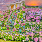 💐Hortensia Endless Summer Falls