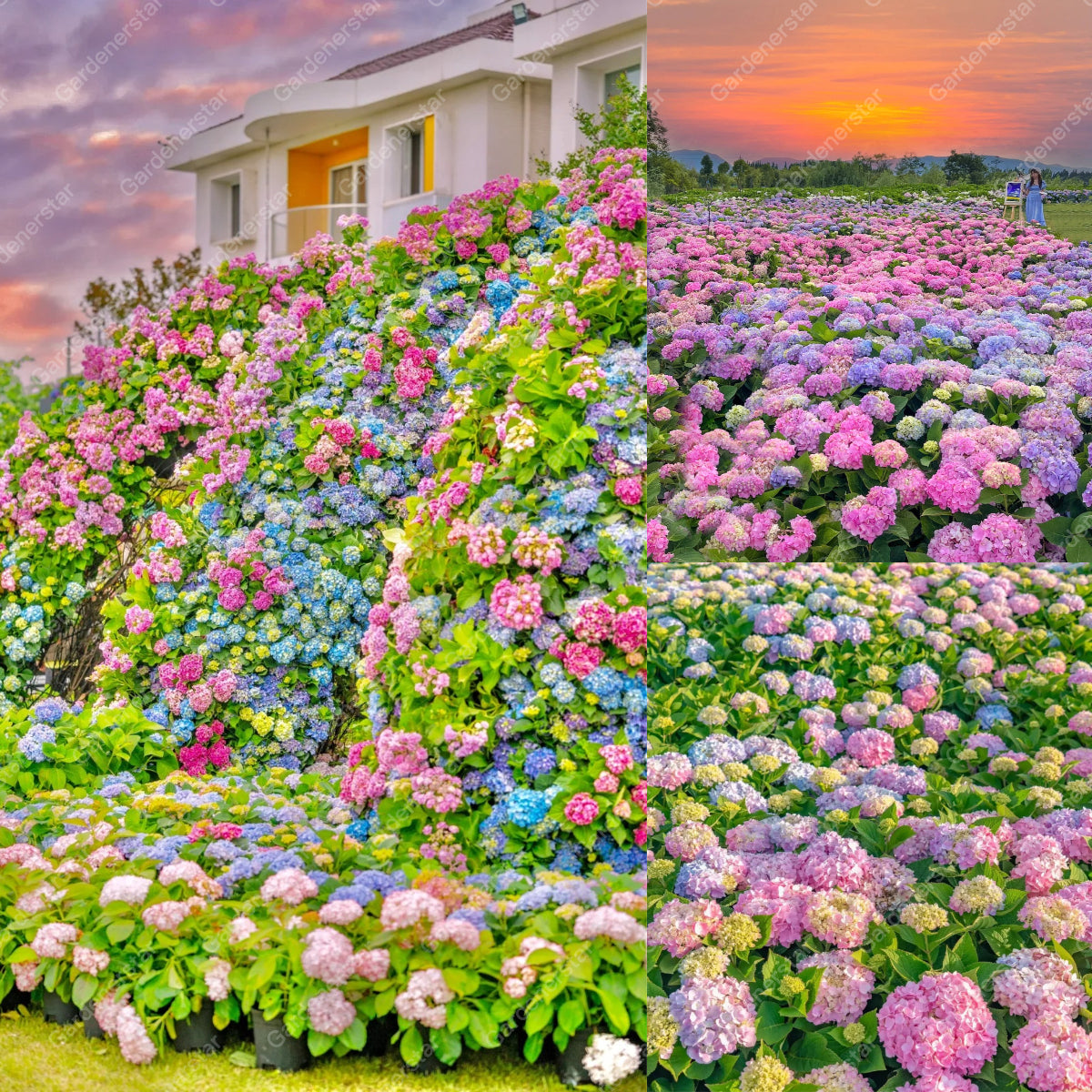 💐Hortensia Endless Summer Falls