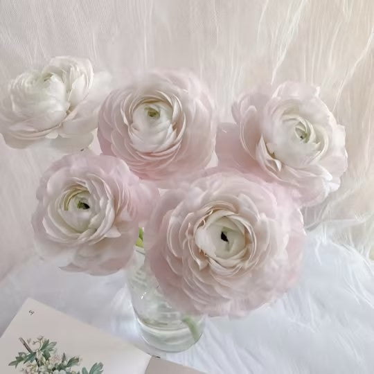 Peonía Buttercup: Integre elegancia y lujo en una sola.