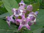 Candy Flower,Horn Melon Flower