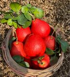 Perfume Red Pomelos Seeds