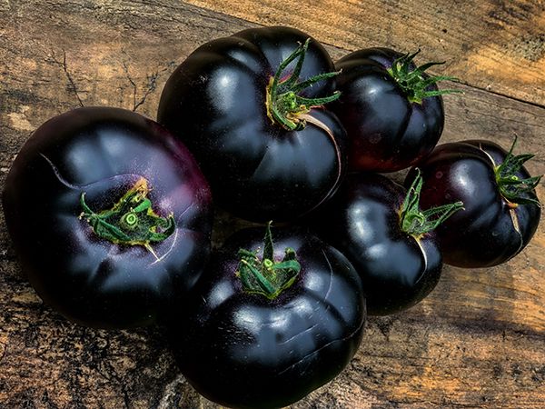 Tomate Giant Black Beauty
