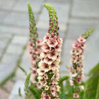 Verbascum Southern Charm Mezclado