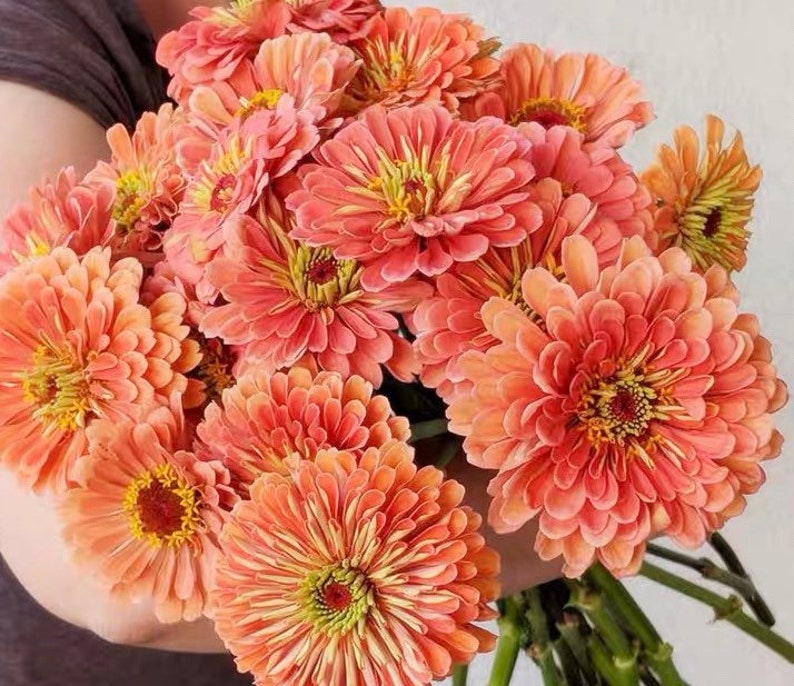 Pedir 50 semillas de Zinnia "Lovely Giant Salmon Rose"