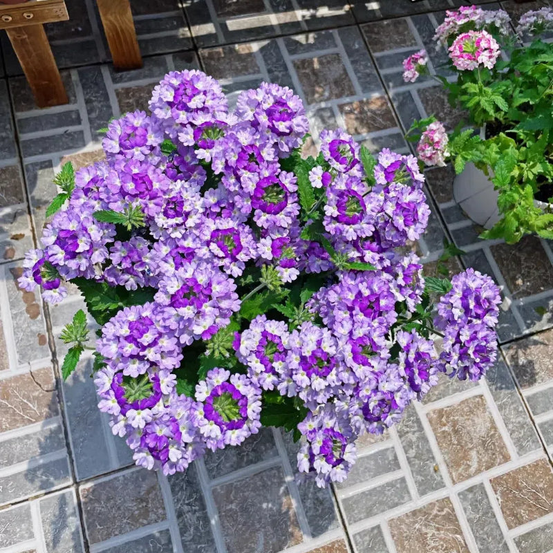 💐Semillas de Verbena de Jardín
