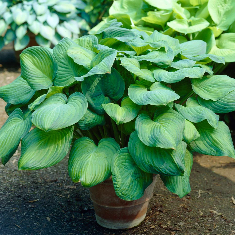 Hosta – La Elegancia Amante de la Sombra para Tu Jardín 🌿✨