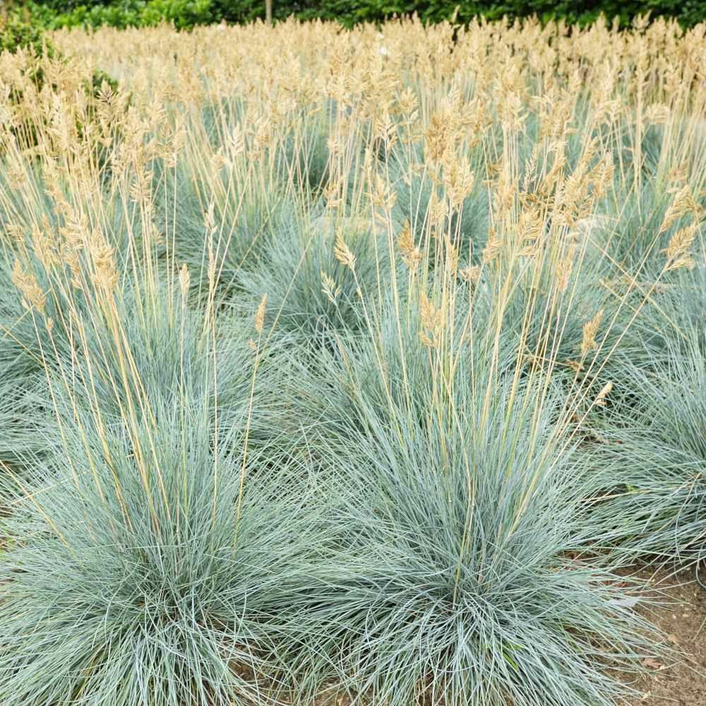 Semillas de Festuca Azul
