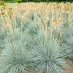 Semillas de Festuca Azul