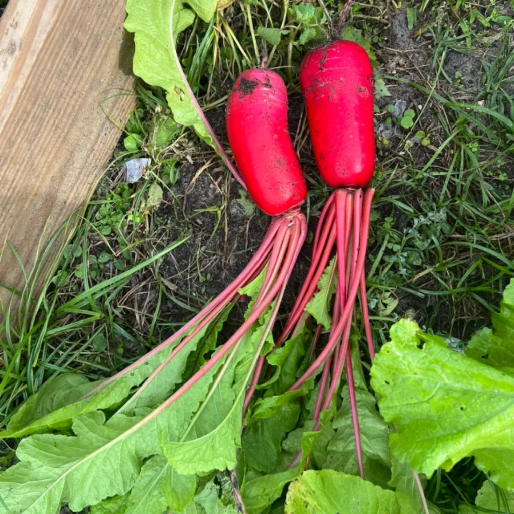 Semillas de rábano de piña🥕