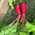 Semillas de rábano de piña🥕