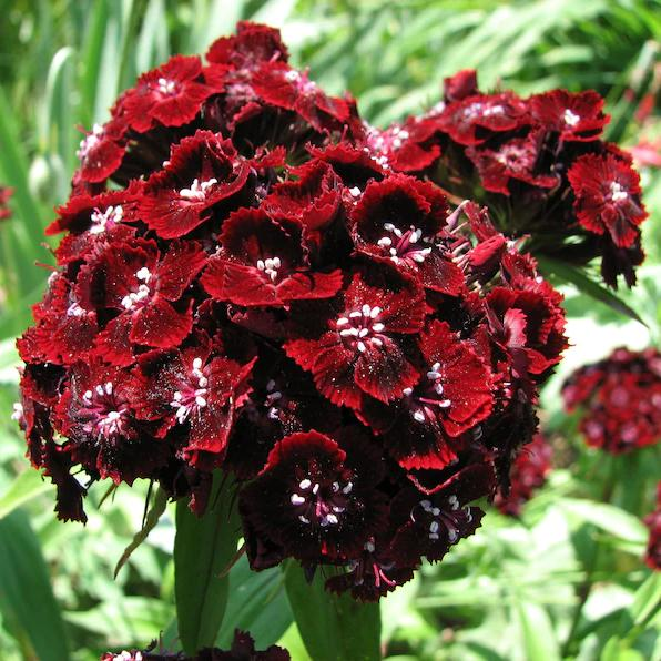 Enano WEE Willie SWEET WILLIAM Mezcla de Colores Semillas de Flores Dianthus Barbatus