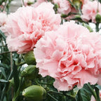 Carnation Seeds - La France