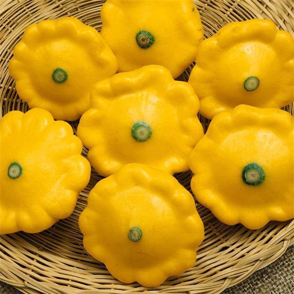 Semillas de calabacín Pattypan