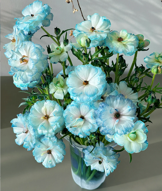 Flor de peonía con mariposa azul claro