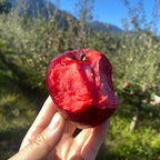 Semillas de manzana de pulpa roja
