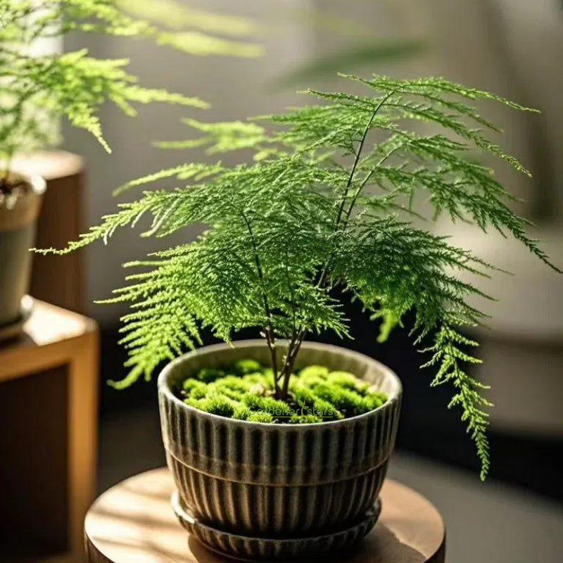 🌿 Semillas de Espárrago Plumoso – ¡Elegante y Exuberante Follaje para Cualquier Espacio! 🌿✨