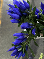 Semillas de Genciana Azul Gentiana Acaulis