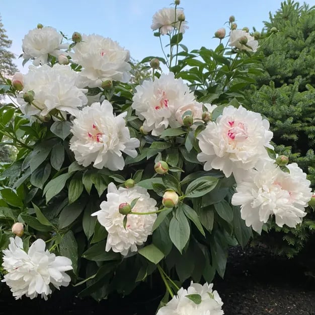 🔥ÚLTIMO DÍA 45% DE DESCUENTO🌺LA REINA DE LAS FLORES—PEONÍAS DE PÉTALOS DOBLES