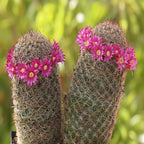 Las semillas de la planta de flor de cactus Mammillaria Matudae