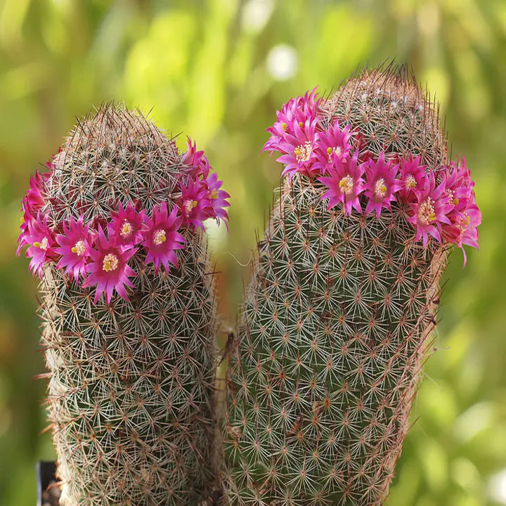 Las semillas de la planta de flor de cactus Mammillaria Matudae