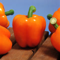 Pimiento Milena F1 Ecológico