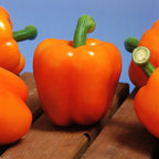 Pimiento Milena F1 Ecológico